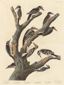 Maria's Woodpecker, 1838. Creator: Robert Havell.