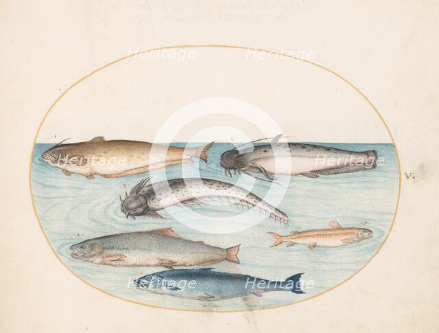 Animalia Aqvatilia et Cochiliata (Aqva): Plate V, c. 1575/1580. Creator: Joris Hoefnagel.