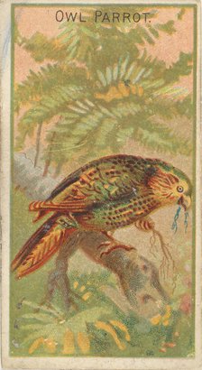 Owl Parrot, from the Birds of the Tropics series (N5) for Allen & Ginter Cigarettes Brands, 1889. Creator: Allen & Ginter.