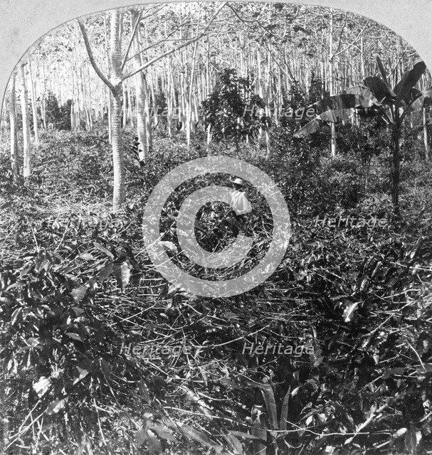 A coffee plantation, Jamaica, c1900s.Artist: CH Graves