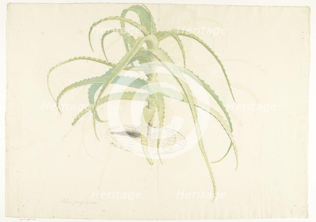 Aloe perfoliata, 1619-1685. Creator: Herman Saftleven the Younger.