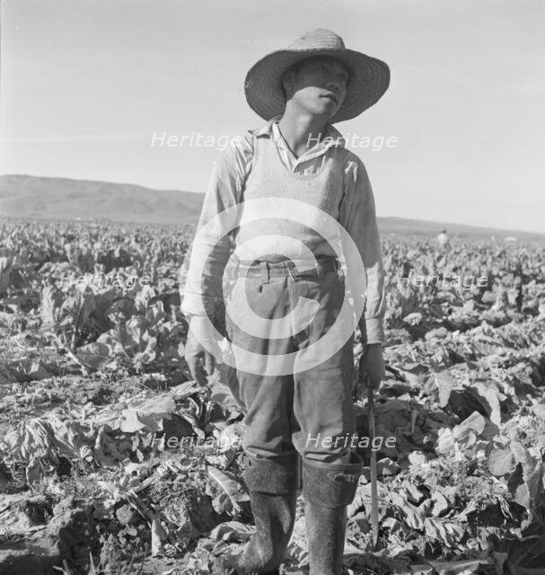 Filipino boy of a labor gang cutting cauliflower near Santa Maria, California, 1937. Creator: Dorothea Lange.