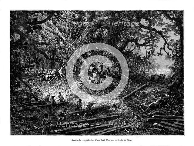 Mahogany tree logging, Guatemala, 19th century. Artist: Edouard Riou