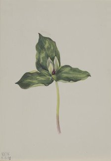 Trillium discolor, 1938. Creator: Mary Vaux Walcott.