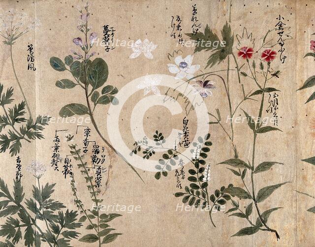 Six flowering plants, one possibly a pink (Dianthus species) and one an Anthriscus species, 1870. Creator: Unknown.