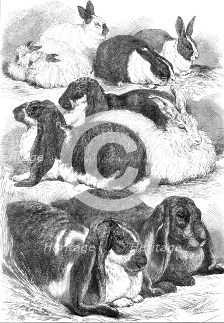 Prize rabbits at the Crystal Palace Show, 1872. Creator: Unknown.