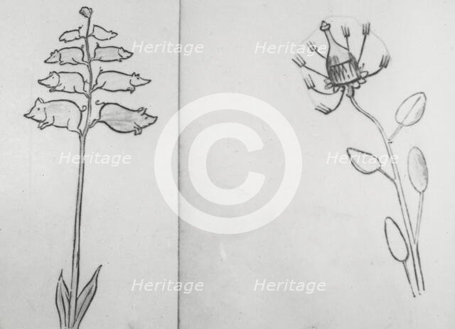 Reproduction of illustrations: "Piggiwiggia Pyramadalis" and "Bottleforkia Spoonifolia", c1915-1925. Creator: Frances Benjamin Johnston.