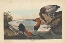 Canvas-backed Duck, 1836. Creator: Robert Havell.