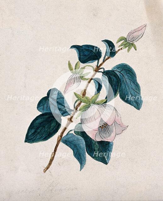 Queens flower: flowering stem. Creator: Unknown.