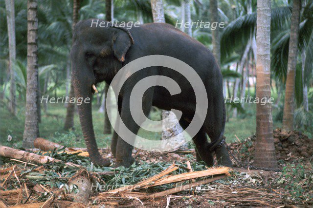 Sri Lankan elephant. Artist: CM Dixon Artist: Unknown