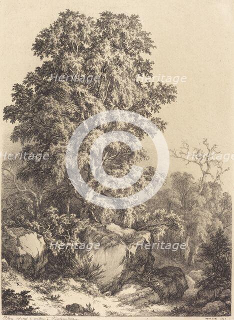 Beech Grove, 1840. Creator: Eugene Blery.