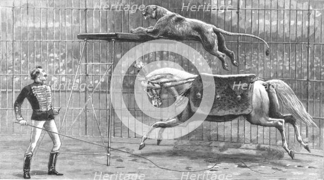 ''The Circus at Covent Garden Theatre with the Lion going through his performance', 1890. Creator: Unknown.