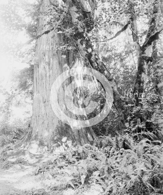 Big tree in Stanley Park, Vancouver, Canada, between 1900 and 1910. Creator: Unknown.