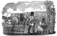 Slaves harvesting sugar cane in Louisiana, 1833. Artist: Unknown