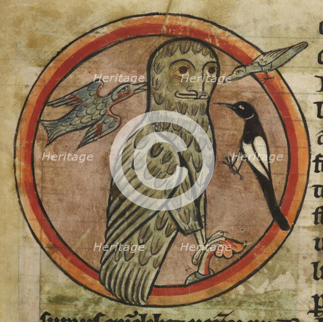 Owl mobbed by smaller birds, 1230-1240. Creator: Unknown.