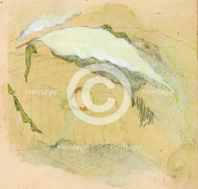 Porcelain-White Spider, late 19th-early 20th century. Creator: Emma Beach Thayer.