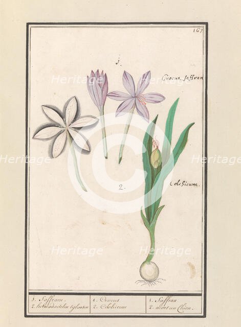 Autumn crocus (Colchicum autumnale), 1596-1610. Creators: Anselmus de Boodt, Elias Verhulst.