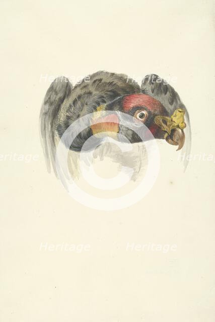 Head of a royal vulture (Sarcoramphus papa), 1763-1824. Creator: Circle of François Le Vaillant.