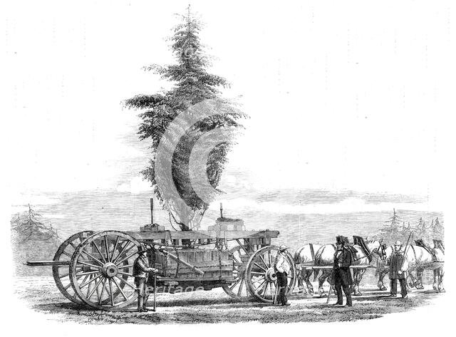 Removal of a large tree from Chiswick to the new gardens of the Horticultural Society at..., 1860. Creator: Unknown.