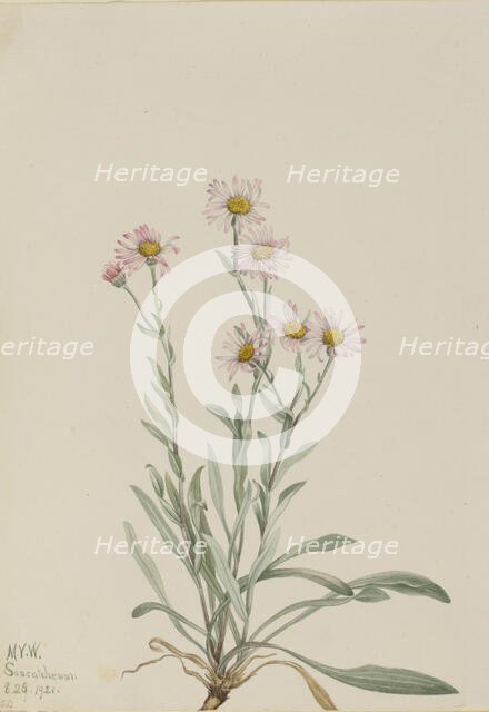 Pink Fleabane (Erigeron caespitosus), 1921. Creator: Mary Vaux Walcott.