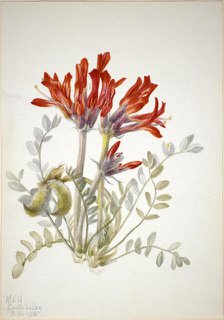 Scarlet Loco (Astragalus coccineus), 1935. Creator: Mary Vaux Walcott.