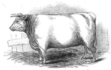 Mr. W. Trinder's 3 yrs. 10 mo. Old Durham heifer...1845. Creator: Unknown.
