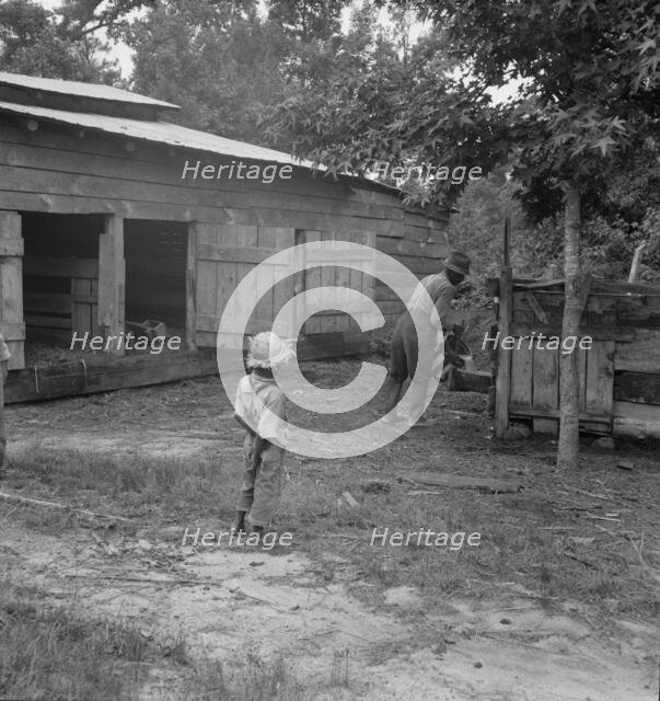Noon time chores of Negro tenant farmer: feeding the pigs, Granville County, North Carolina, 1939. Creator: Dorothea Lange.