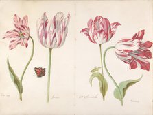 Four Tulips: Boter man (Butter Man), Joncker (Nobleman), Grote geplumaceerde..., ca. 1635-45. Creator: Jacob Marrel.