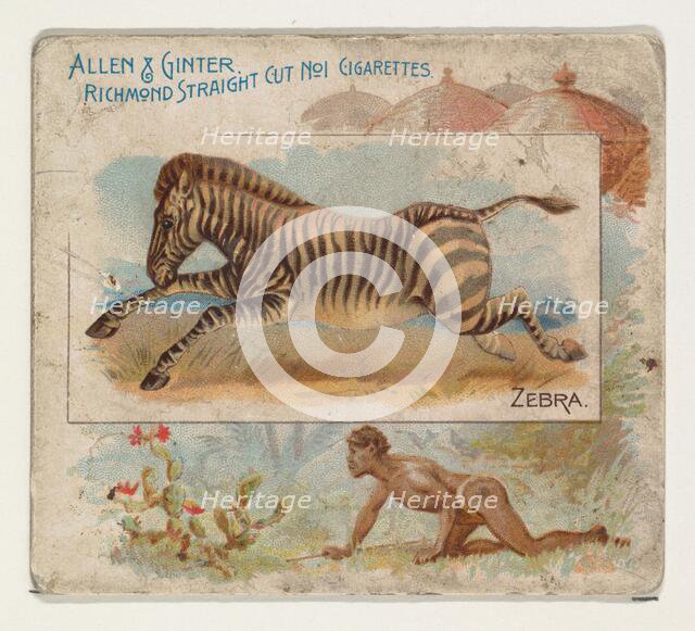 Zebra, from Quadrupeds series (N41) for Allen & Ginter Cigarettes, 1890. Creator: Allen & Ginter.