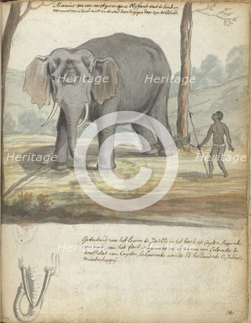 Wild elephant bound between trees, 1785. Creator: Jan Brandes.