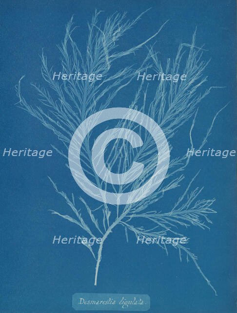 Desmarestia liqulata, ca. 1853. Creator: Anna Atkins.