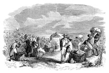 Gathering cotton in a cotton plantation, c1895. Artist: Unknown