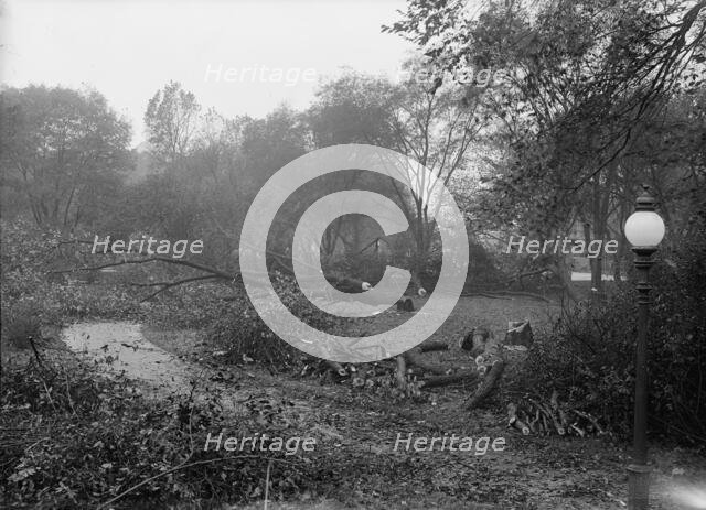 District of Columbia Parks - Cutting Trees On Mall Sites For War Buildings, 1917. Creator: Harris & Ewing.