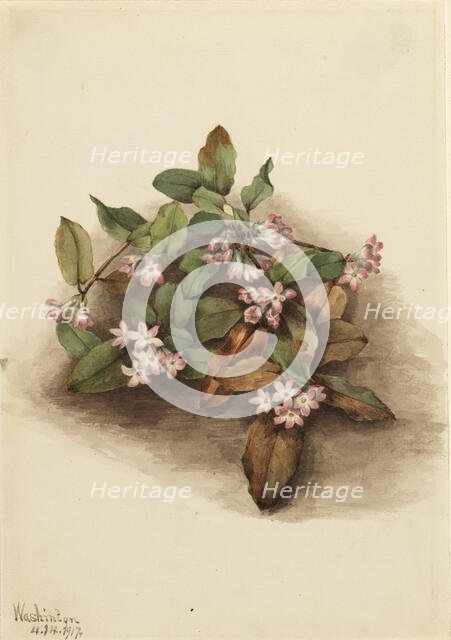 Trailing Arbutus (Epigaea repens), 1917. Creator: Mary Vaux Walcott.