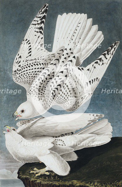 Jer or Iceland Falcon, Falco Islandicus, 1845.