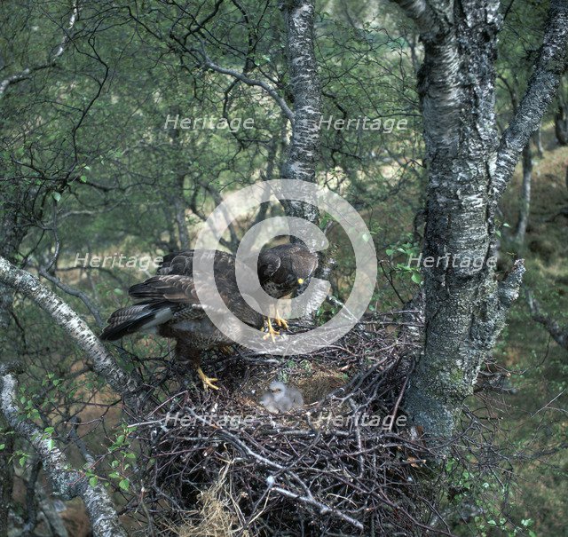 Pair of buzzards on the nest.