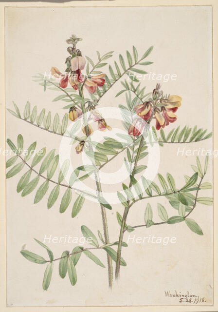 Rabbitbean (Cracca virginiana), 1918. Creator: Mary Vaux Walcott.