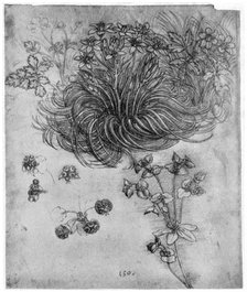 Study of a 'Star of Bethlehem' plant, 1505-1507 (1954). Artist: Leonardo da Vinci