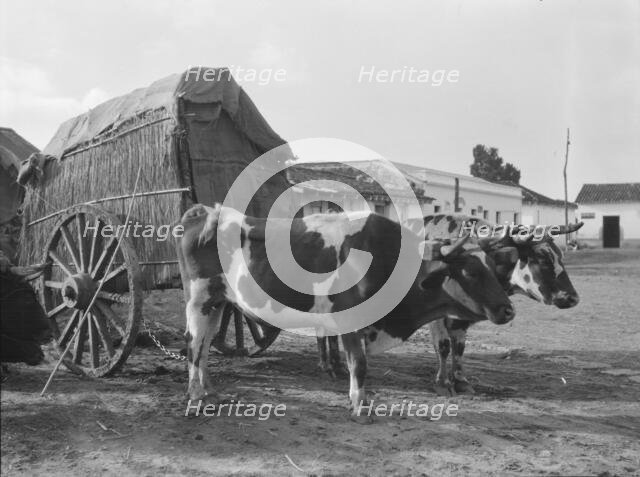 Travel views of Cuba and Guatemala, between 1899 and 1926. Creator: Arnold Genthe.