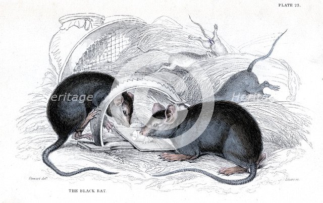 Engraving of Black rat caught in trap, 1838. Artist: William Jardine