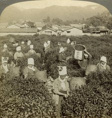 Girls picking tea, Uji, Japan.Artist: Underwood & Underwood