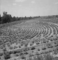 Terraced fields of sharecropper, near Gaffney, South Carolina, 1937. Creator: Dorothea Lange.