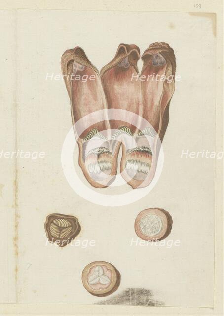 Hydnora africana Thunb., details (Jackal-food plant), 1777-1786. Creator: Robert Jacob Gordon.