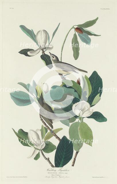 Warbling Flycatcher, 1831. Creator: Robert Havell.