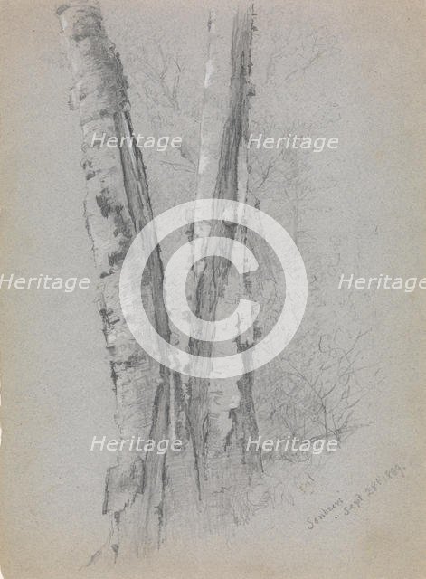 Study of Birch Trunks (Scribners'), 1869. Creator: Jervis McEntee.