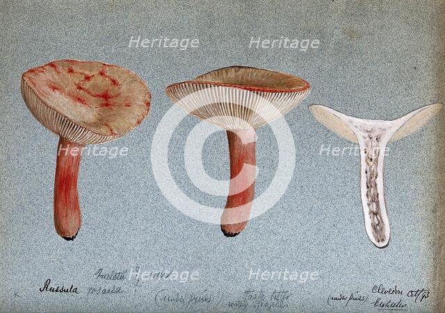 A fungus (Russula queletii?): three fruiting bodies, one sectioned, 1893. Creator: Edwin Wheeler.