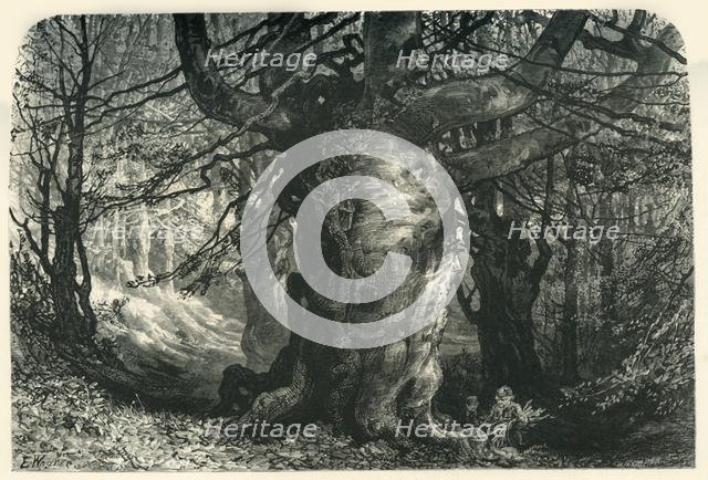 'Burnham Beeches', c1870.