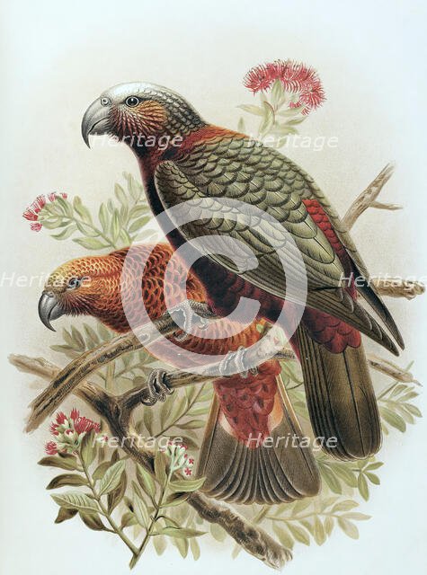 Kaka parrot and variety Kaka-kura. Nestor Meridionalis. (one-half natural size), 1888. Creator: Johannes Keulemans.