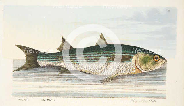 The Mullet, from A Treatise on Fish and Fish-ponds, pub. 1832 (hand coloured engraving)
