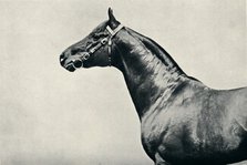 The head of thoroughbred racehorse, Radium, c1910. Artist: Unknown